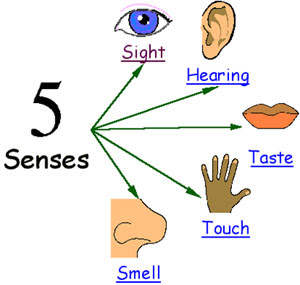 Image result for the five sense